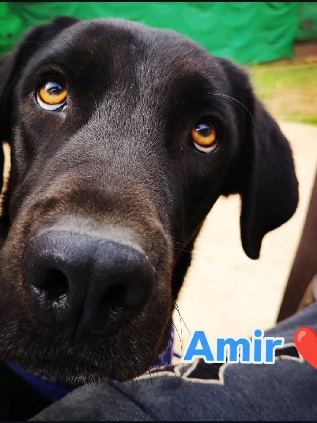 Amir