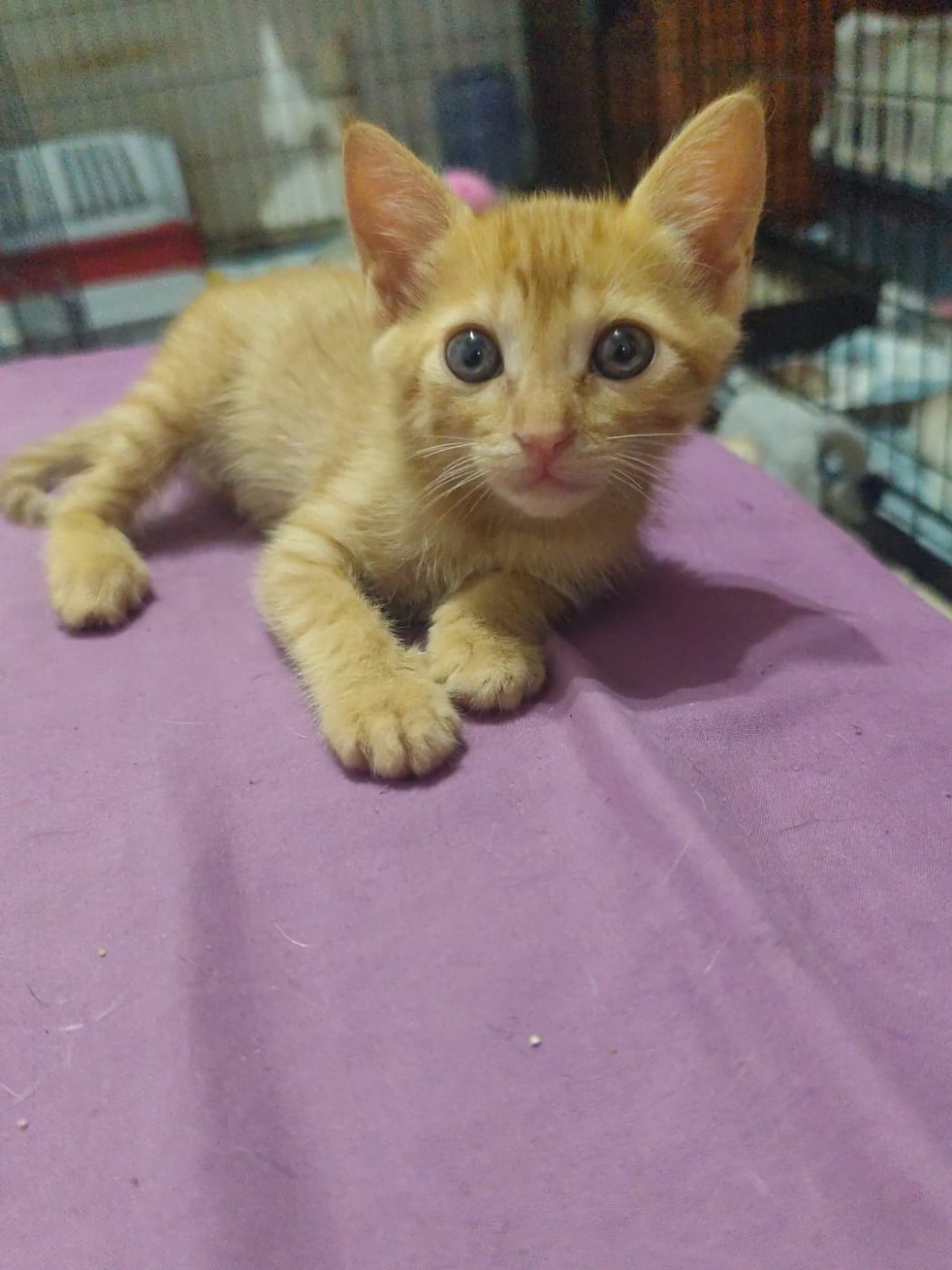 Gigi · foto 2